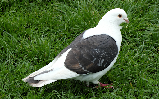Black and white dove  from Chrome web store to be run with OffiDocs Chromium online