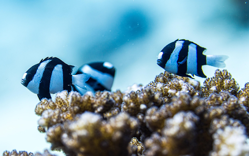 Black and white fish  from Chrome web store to be run with OffiDocs Chromium online