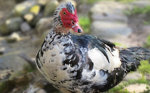 Black and white goose  from Chrome web store to be run with OffiDocs Chromium online