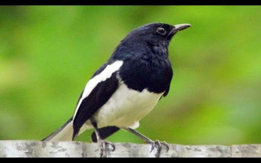 black and white magpie wallpaper  from Chrome web store to be run with OffiDocs Chromium online