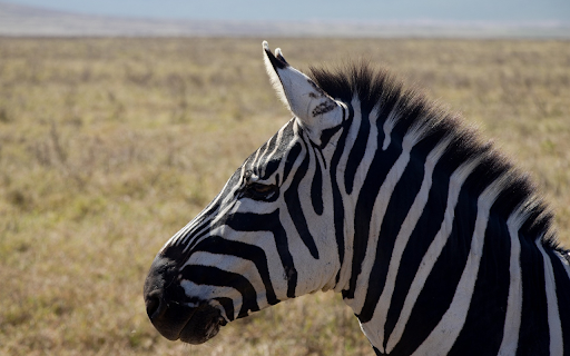 Black and white zebra  from Chrome web store to be run with OffiDocs Chromium online