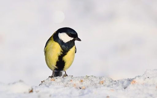 BLACK AND YELLOW BIRD Theme  from Chrome web store to be run with OffiDocs Chromium online