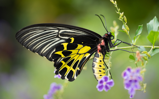 Black and yellow butterfly  from Chrome web store to be run with OffiDocs Chromium online