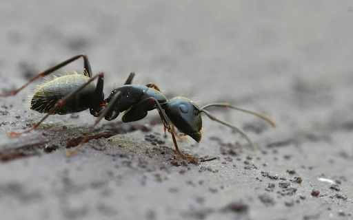Black Ant  from Chrome web store to be run with OffiDocs Chromium online