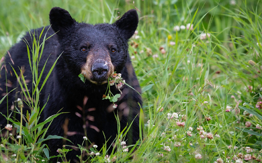 Black Bear  from Chrome web store to be run with OffiDocs Chromium online