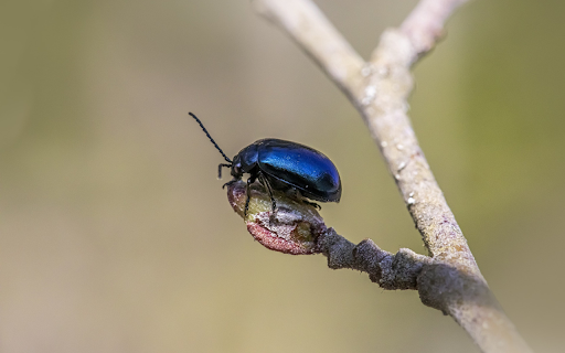 Black beetle  from Chrome web store to be run with OffiDocs Chromium online