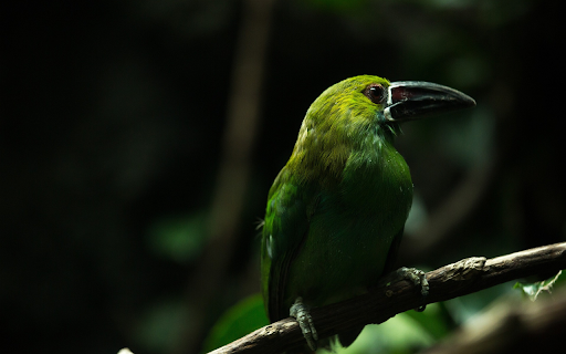 Black billed bird  from Chrome web store to be run with OffiDocs Chromium online
