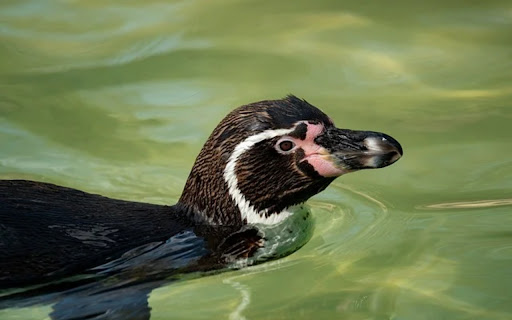 BLACK BIRD Theme  from Chrome web store to be run with OffiDocs Chromium online