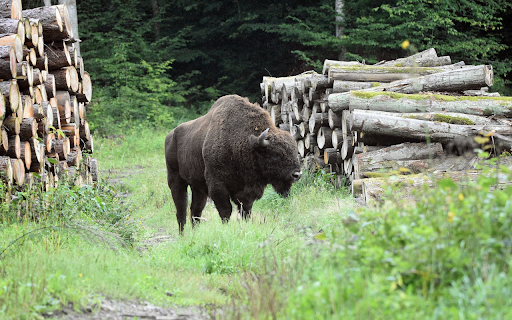Black bison  from Chrome web store to be run with OffiDocs Chromium online