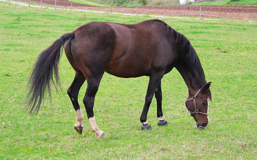 Black brown horse with white legs  from Chrome web store to be run with OffiDocs Chromium online