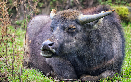 Black buffalo  from Chrome web store to be run with OffiDocs Chromium online