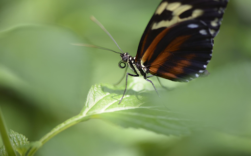 Black butterfly  from Chrome web store to be run with OffiDocs Chromium online