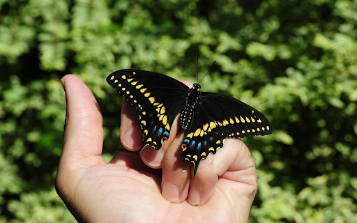 Black butterfly in hand  from Chrome web store to be run with OffiDocs Chromium online