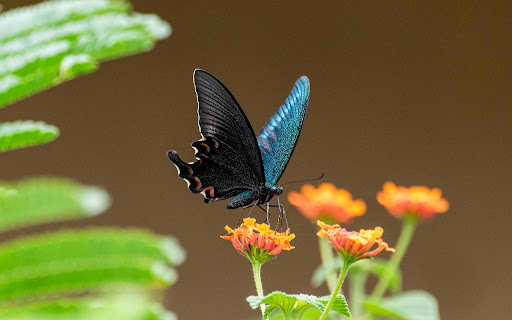 BLACK BUTTERFLY Theme  from Chrome web store to be run with OffiDocs Chromium online