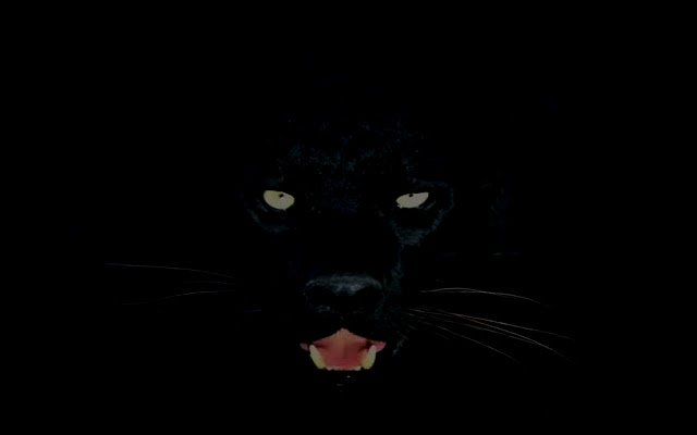 Black Cat Panther  from Chrome web store to be run with OffiDocs Chromium online