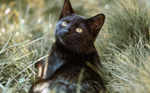 Black Cat theme  from Chrome web store to be run with OffiDocs Chromium online
