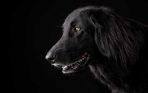 Black dog  from Chrome web store to be run with OffiDocs Chromium online