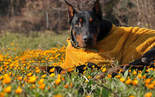 Black Dog and Yellow Coat  from Chrome web store to be run with OffiDocs Chromium online