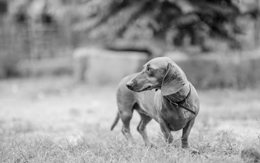 BLACK DOG Theme  from Chrome web store to be run with OffiDocs Chromium online