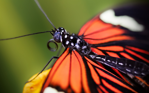 Black dragonfly  from Chrome web store to be run with OffiDocs Chromium online