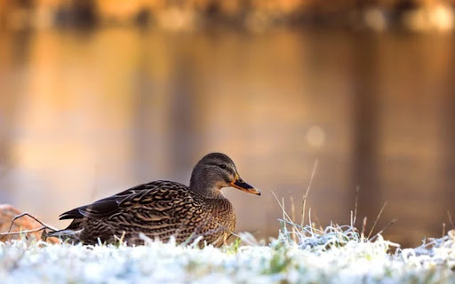 Black Duck Theme  from Chrome web store to be run with OffiDocs Chromium online