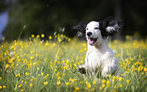 Black eared dog  from Chrome web store to be run with OffiDocs Chromium online