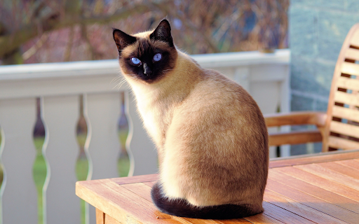 Black faced cat  from Chrome web store to be run with OffiDocs Chromium online