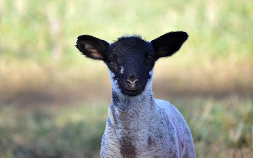 Black Faced Lamb  from Chrome web store to be run with OffiDocs Chromium online
