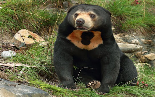black furry bear wallpaperr  from Chrome web store to be run with OffiDocs Chromium online