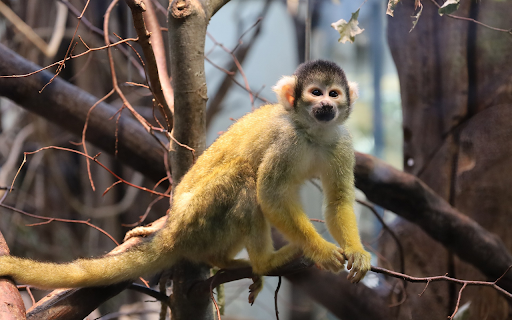 Black headed monkey  from Chrome web store to be run with OffiDocs Chromium online