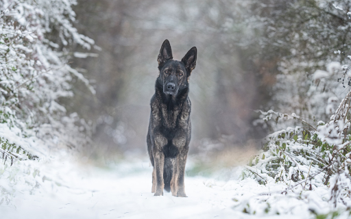 black hound  from Chrome web store to be run with OffiDocs Chromium online