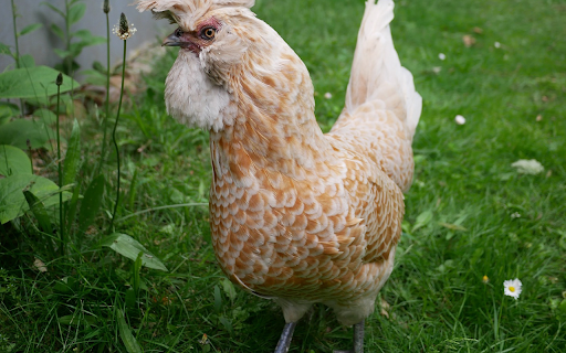 Black legged dream chicken from Chrome web store to be run with OffiDocs Chromium online Black legged dream chicken from Chrome web store to be run with OffiDocs Chromium online