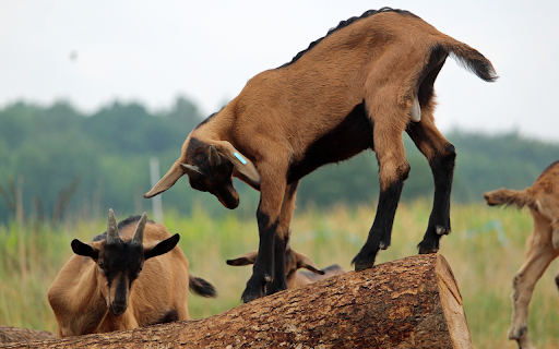 Black legged goat  from Chrome web store to be run with OffiDocs Chromium online