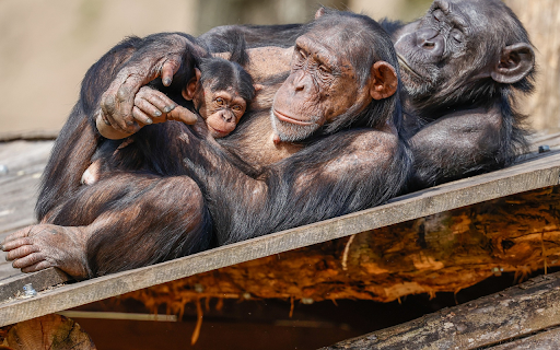 Black Monkey Family  from Chrome web store to be run with OffiDocs Chromium online