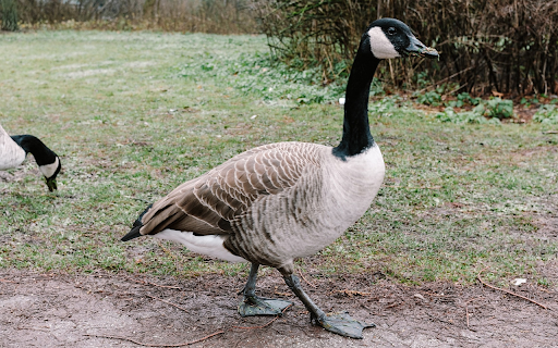 Black necked geese  from Chrome web store to be run with OffiDocs Chromium online