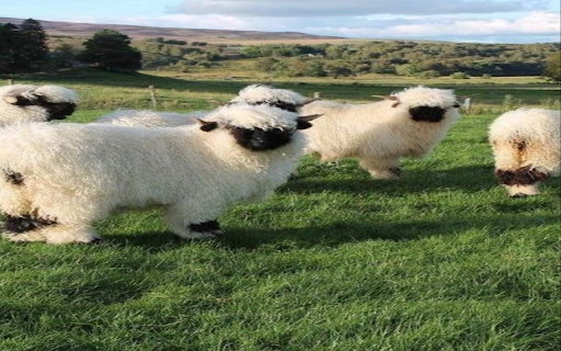 Black Nose Sheep Wallpaper  from Chrome web store to be run with OffiDocs Chromium online