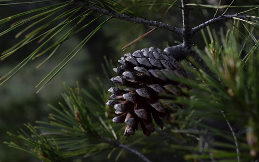 black pinecone  from Chrome web store to be run with OffiDocs Chromium online