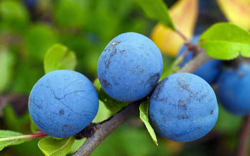 Black plum  from Chrome web store to be run with OffiDocs Chromium online