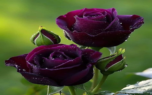 Black Rose Wallpaper  from Chrome web store to be run with OffiDocs Chromium online