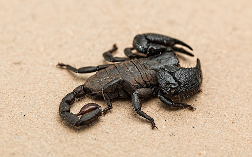Black scorpion  from Chrome web store to be run with OffiDocs Chromium online