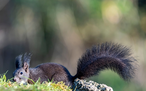 Black Squirrel  from Chrome web store to be run with OffiDocs Chromium online