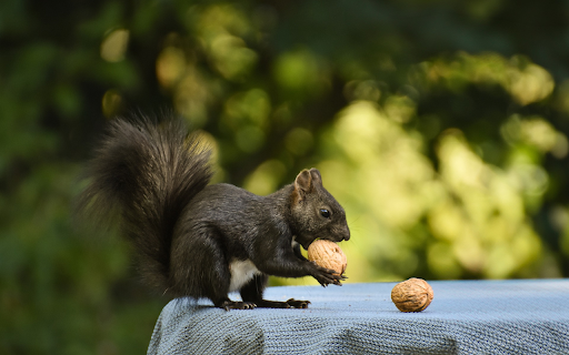 Black Squirrel and Walnut  from Chrome web store to be run with OffiDocs Chromium online