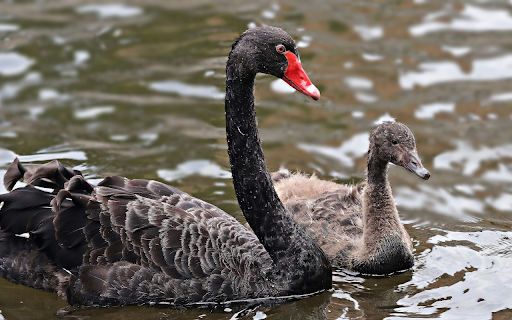 Black swan family  from Chrome web store to be run with OffiDocs Chromium online