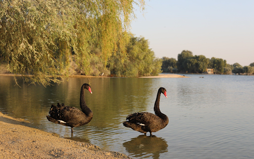 Black Swans by the Lake  from Chrome web store to be run with OffiDocs Chromium online