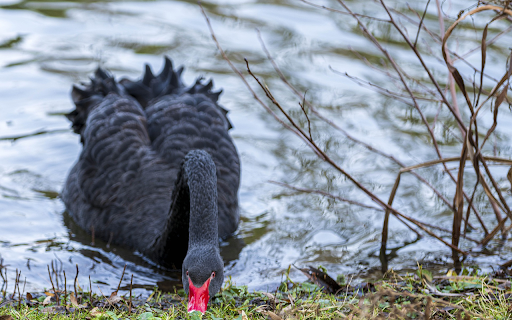 black swans foraging  from Chrome web store to be run with OffiDocs Chromium online