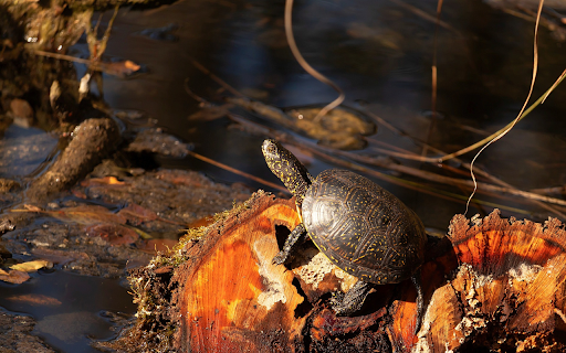 Black turtle in the middle of the lagoon  from Chrome web store to be run with OffiDocs Chromium online