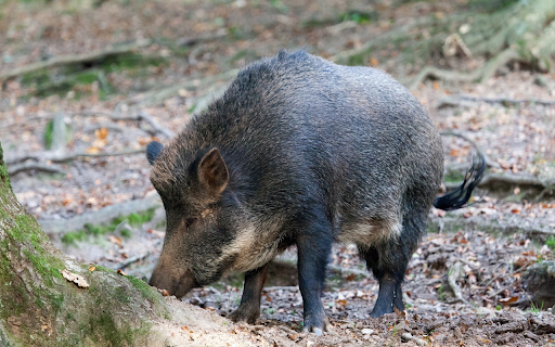 Black Wild Boar  from Chrome web store to be run with OffiDocs Chromium online