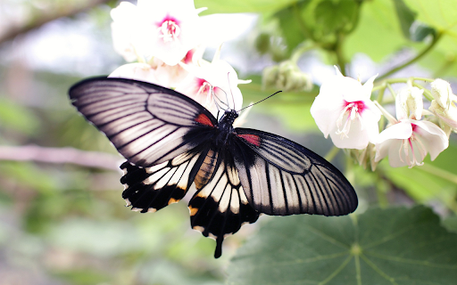 Black winged butterfly  from Chrome web store to be run with OffiDocs Chromium online