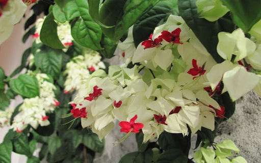 Bleeding Glory bower flower wallpapers  from Chrome web store to be run with OffiDocs Chromium online