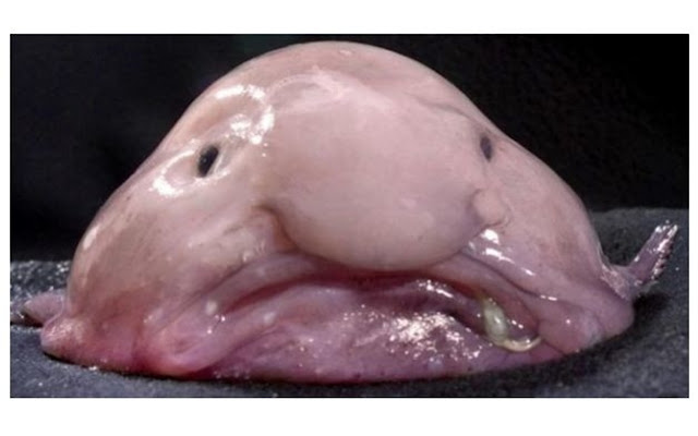 Blobfish  from Chrome web store to be run with OffiDocs Chromium online